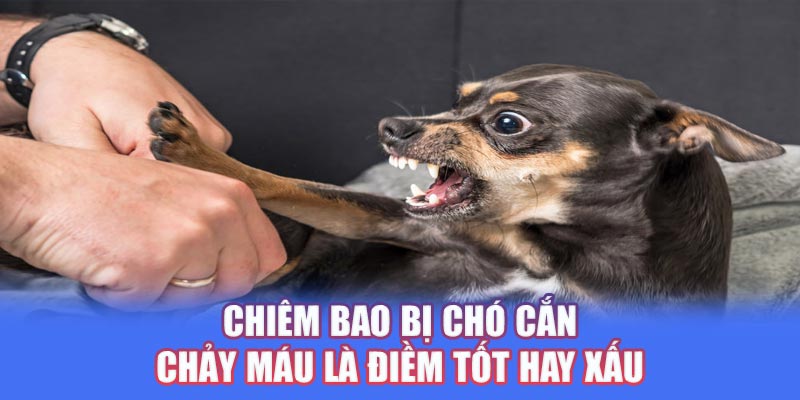 Chiêm bao bị chó cắn chảy máu là điềm tốt hay xấu