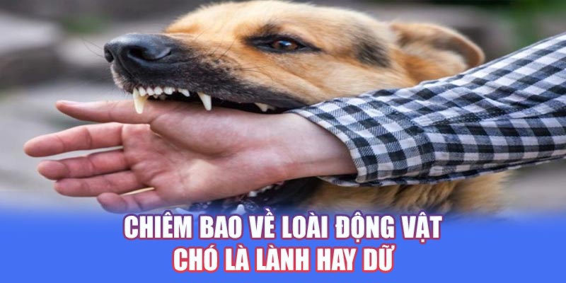 Chiêm bao về loài động vật chó là lành hay dữ