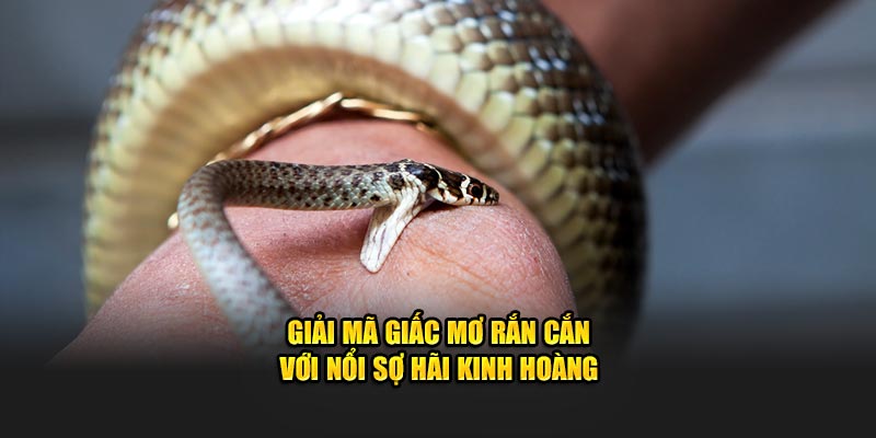 Giải mã giấc mơ rắn cắn với nổi sợ hãi kinh hoàng