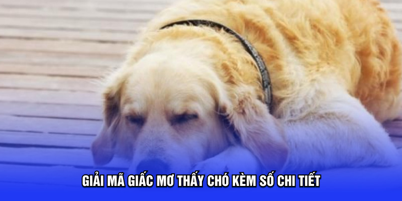 Giải mã giấc mơ thấy chó kèm số chi tiết