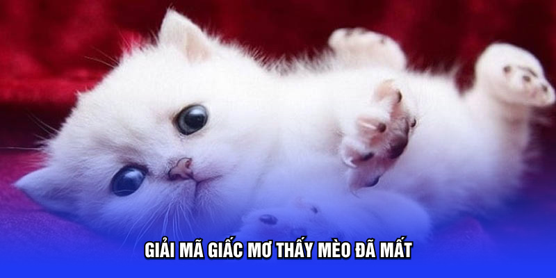 Giải mã giấc mơ thấy mèo đã mất