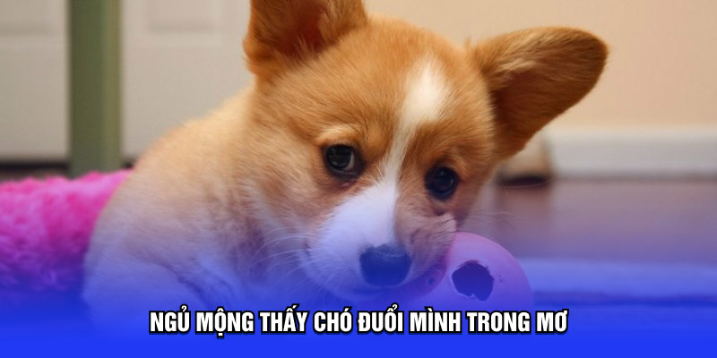 Ngủ mộng thấy chó đuổi mình trong mơ