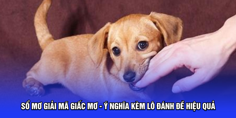 Sổ mơ giải mã giấc mơ