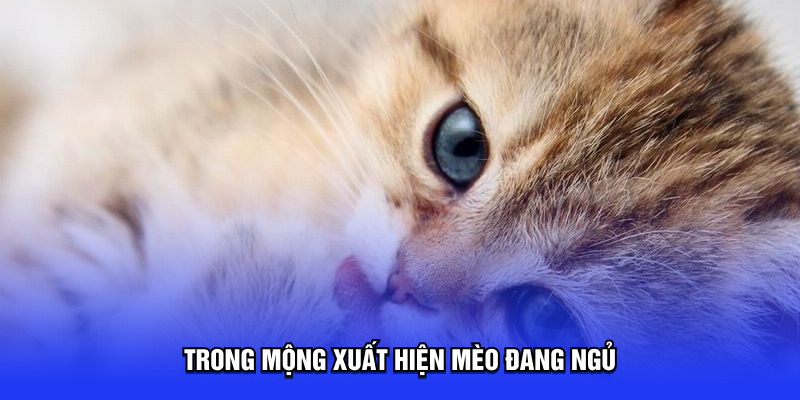 Trong mộng xuất hiện mèo đang ngủ